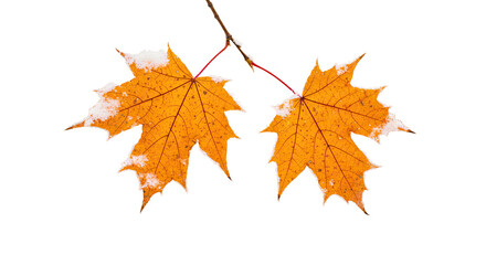 Two vibrant orange maple leaves with snow on a branch.