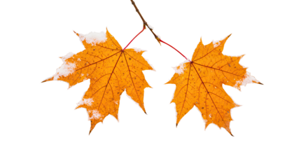 Two vibrant orange maple leaves with snow on a branch.