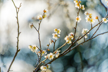 冬から早春に咲く白梅の花の枝