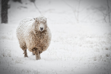 Snow Covered Sheep