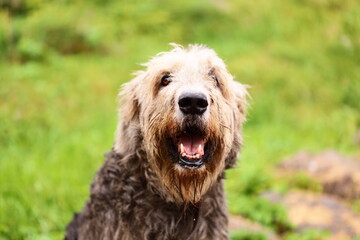 A picture of a shaggy haired dog sitting in the grass, suitable for use in pet-related or outdoor-themed projects