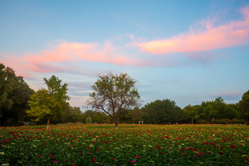 Autumn chrysanthemum sea scenery in Beijing Olympic Forest Park, China
