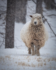 Winter Sheep