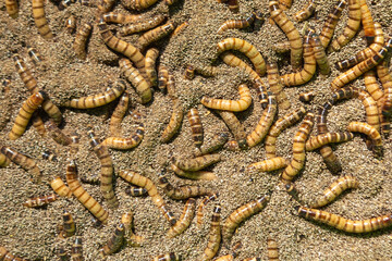 Maggots and caterpillars