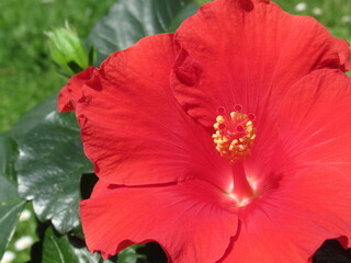 Zbliżenie na czerwony kwiat hibiskusa © Kumulugma