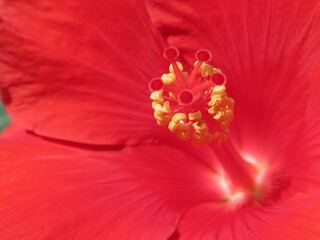 Zbliżenie na czerwony kwiat hibiskusa © Kumulugma