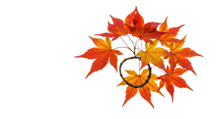 Vibrant autumn maple leaves arranged artistically on white.