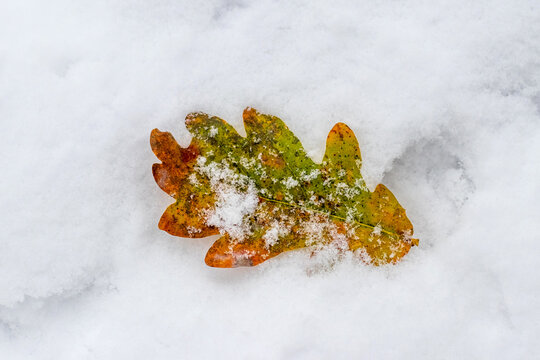 Close-up of an oak leaf lying on the snow, symbolizing the transition from autumn to winter, the mood and change of seasons