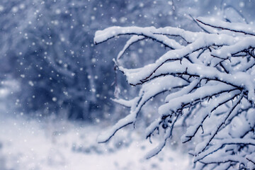 Snow-covered tree branches in the foreground during heavy snowfall against the background of a winter forest