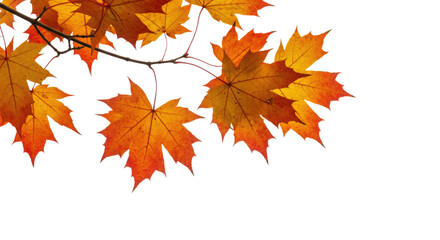 Vibrant autumn maple leaves branch against a clean white background.