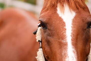 Close-up shot of a brown horse with distinctive white stripe on its body