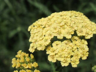 Zbliżenie na kwiat rośliny z gatunku Achillea © Kumulugma