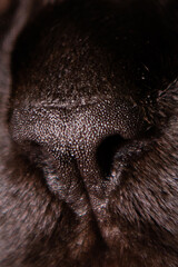 close up of a brown hair