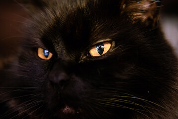 black cat portrait