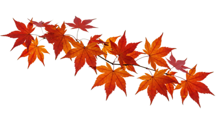 Vibrant autumn maple leaves branch isolated on white background.