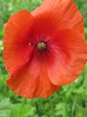 Zbliżenie na czerwone kwiaty maku © Kumulugma