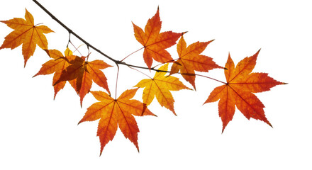 Vibrant autumn maple leaves display seasonal change on a delicate branch.
