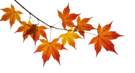Vibrant autumn maple leaves display seasonal change on a delicate branch.