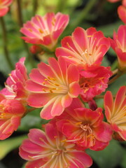 Zbliżenie na kwiaty rośliny z gatunku lewisia © Kumulugma