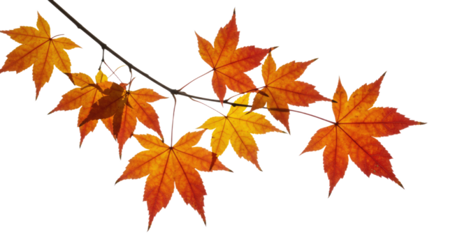 Vibrant autumn maple leaves display seasonal change on a delicate branch. - Powered by Adobe