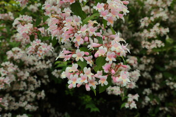 Close up of Kolkwitzia amabilis inflorescence with vibrant floral density