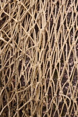 A close-up view of a net wrapped around a tree branch, ideal for use in outdoors or nature-themed projects