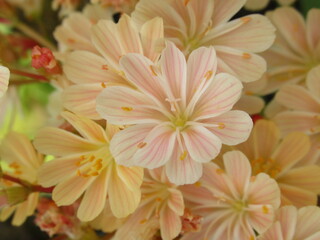 Zbliżenie na kwiaty rośliny z gatunku lewisia © Kumulugma