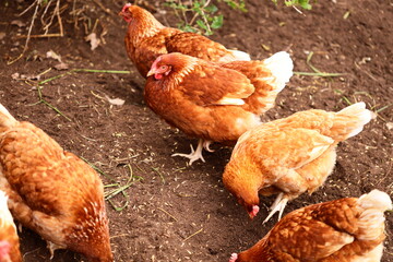 Group of chickens standing on top of a dirt field, suitable for rural or farm-themed images