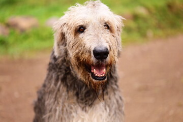 A single dog standing on a dirt road, with long hair and a friendly expression