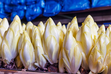 Row of belgian endive / chicory vegetable on a farm ready for harvesting