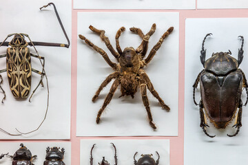 Tarantula spider and other wildlife insects mounted in a scientific display cabinet