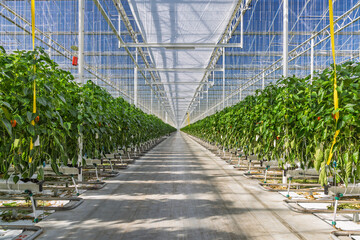 Professional industrial growth of red bell peppers in a Dutch greenhouse