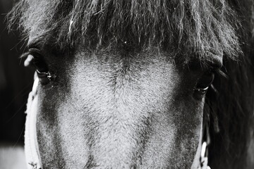 A close-up view of a horse's face in black and white