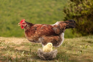 Big organic roaming natural village chicken