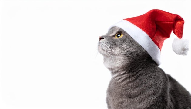 Cat wearing santa claus hat. Cat on white background.