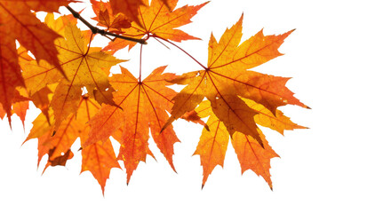 Fototapeta premium Vibrant autumn maple leaves displaying warm colors on a branch in sunlight.