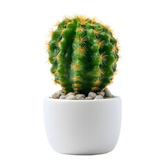 Cactus in ceramic pot, white isolated background