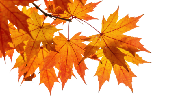 Vibrant autumn maple leaves displaying warm colors on a branch in sunlight.