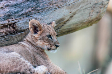 The Zoo is seeing double with the birth of not one, but two lion cubs! The male-female sibling pair were born to mother Saba and father Jabulani in late June. Imara (ee-mah-rah),Tamu (tah-moo)