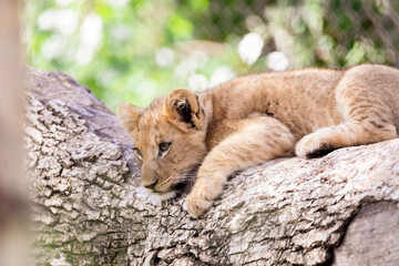 The Zoo is seeing double with the birth of not one, but two lion cubs! The male-female sibling pair were born to mother Saba and father Jabulani in late June. Imara (ee-mah-rah),Tamu (tah-moo) © harshavardhan