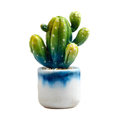 Cactus in ceramic pot, white isolated background