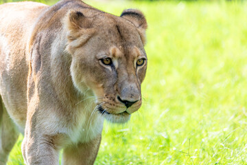 The Zoo is seeing double with the birth of not one, but two lion cubs! The male-female sibling pair were born to mother Saba and father Jabulani in late June. Imara (ee-mah-rah),Tamu (tah-moo)