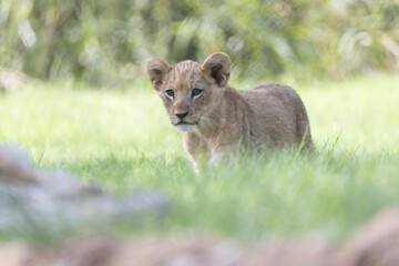 The Zoo is seeing double with the birth of not one, but two lion cubs! The male-female sibling pair were born to mother Saba and father Jabulani in late June. Imara (ee-mah-rah),Tamu (tah-moo)
