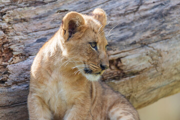 The Zoo is seeing double with the birth of not one, but two lion cubs! The male-female sibling pair were born to mother Saba and father Jabulani in late June. Imara (ee-mah-rah),Tamu (tah-moo)