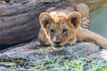 The Zoo is seeing double with the birth of not one, but two lion cubs! The male-female sibling pair were born to mother Saba and father Jabulani in late June. Imara (ee-mah-rah),Tamu (tah-moo)