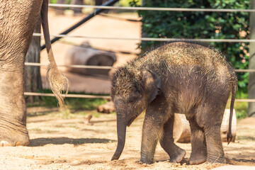  baby elephant - Fort Worth Zoo, Texas, USA