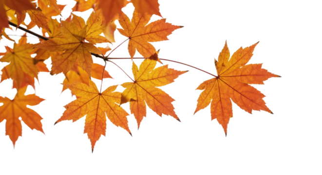Vibrant autumn maple leaves displaying warm seasonal colors in detail.