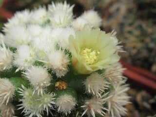 Zbliżenie na białe kwiaty kaktusa