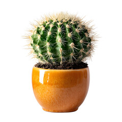 Cactus in ceramic pot, white isolated background