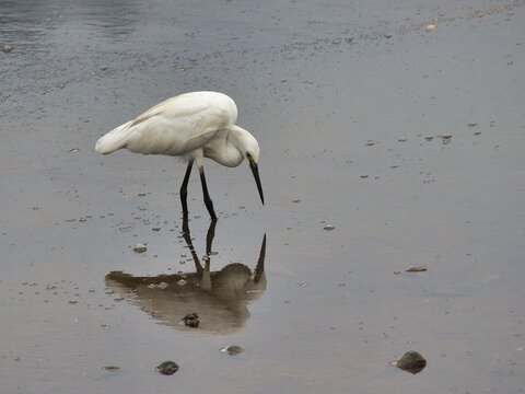 A graceful white egret is captured mid-hunt in the tranquil waters of Sungei Buloh Wetland Reserve, Singapore. The bird leans forward with its beak poised just above the surface,